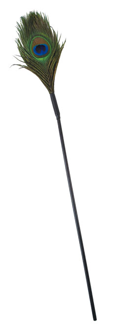 Peacock Feather
