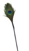 Peacock Feather